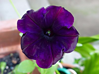 05 Jul Purple Petunia