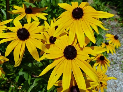 08 Jul Black Eyed Susan