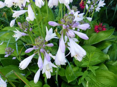 15 Jul Hosta poppers