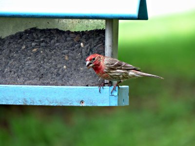 21 Jul Hungry red head