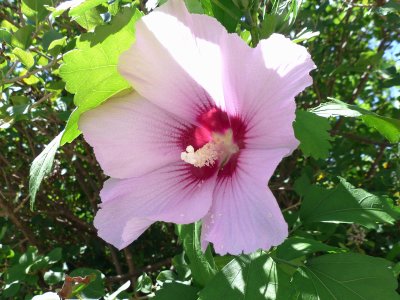 01 Aug Rose of Sharon