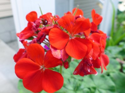 17 Aug Geranium