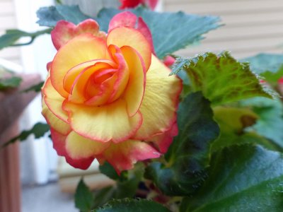 16 Aug Tuber Yellow begonia