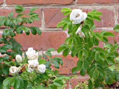 15 Sep The rose knows