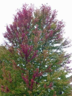 04 Oct More Fall color