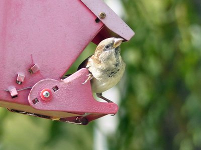 07 Oct Finally caught a birdie!