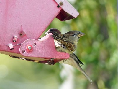 09 Oct Caught the birdie with a buddy!