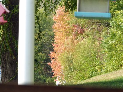 10 Oct More tree color