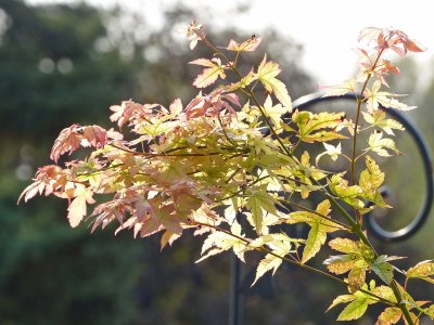 14 Oct Maralee's Maple