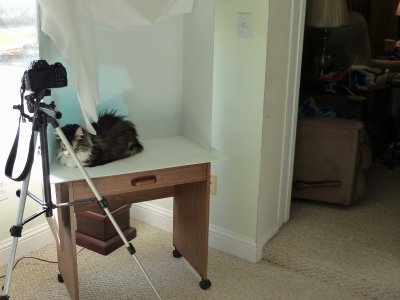 23 Oct Cat loves the photo studio