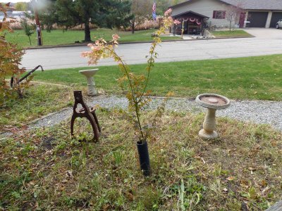 21 Oct Maralee's miniature maple tree