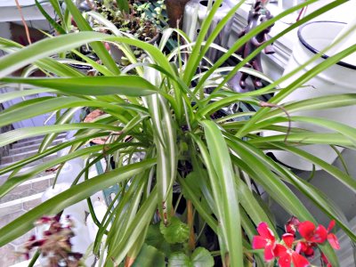 14 Nov Spider plant