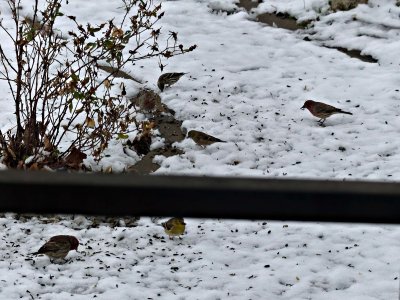 29 Nov Why fill the feeders