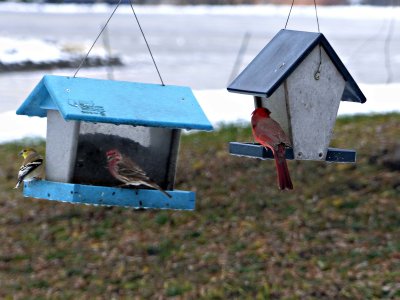 26 Nov We are thankful for the birds 