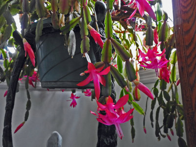 26 Dec  Christmas cactus