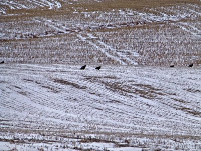 03 Jan Eagles in a field cty