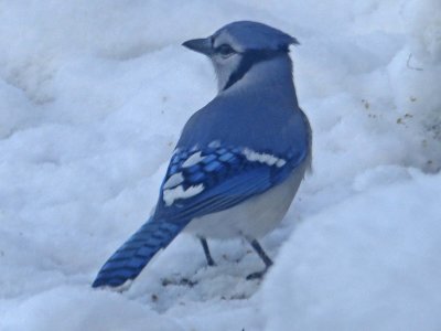 04 Jan Beautiful blue Jay