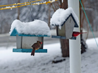 07 Feb Female cardinal
