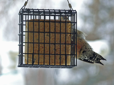 29 Jan Even the woodpeckers come around