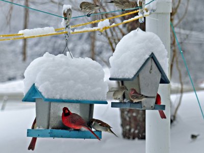 03 Feb Busy feeders after the storm