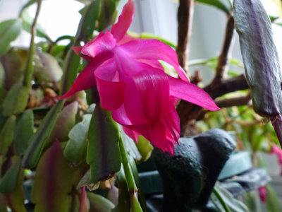 11 Feb Christmas Cactus