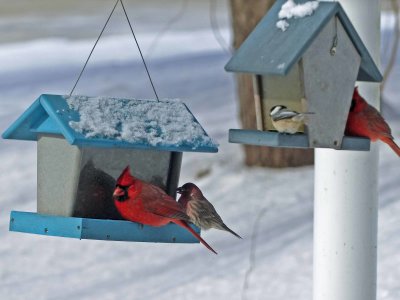 08 Feb Feeders are full of seeds and birds