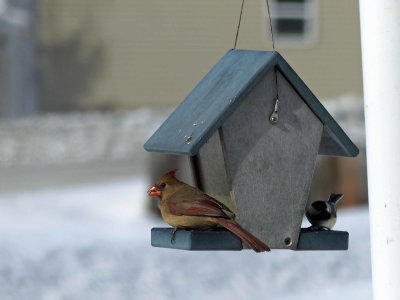 22 Feb Female cardinal