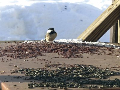 23 Feb Black-capped chickadee