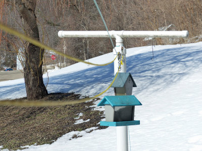 27 Feb Feeders on the wire