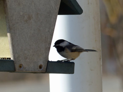 09 Mar Black capped chickadee