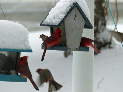 19 Mar A Cardinal convention