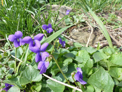 18 Apr Violet in the front garden