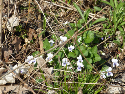 19 Apr White Violets on the bluff