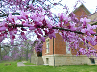 Blossoms at The Dewey House