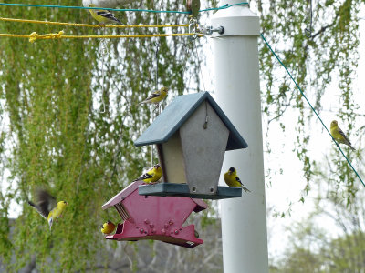 1 May Finches at the feeders