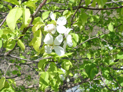 5 May Crabapple tree starting to bloom