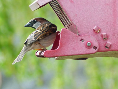 6 May Birdie at a feeder