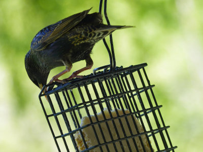 12 May Another bird at the suet