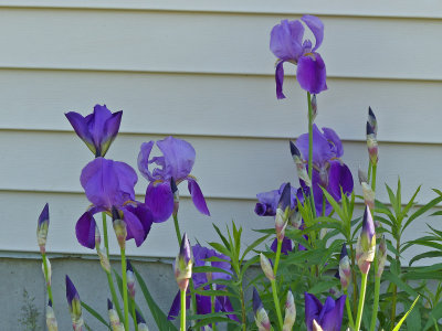 14 May It's a iris kind of day