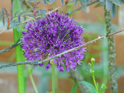 17 May Allium