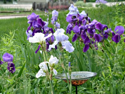 30 May Deep blue & purple iris