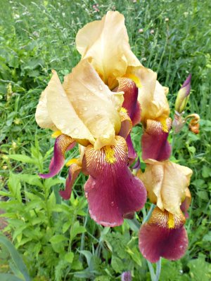 29 May Yellowish Iris