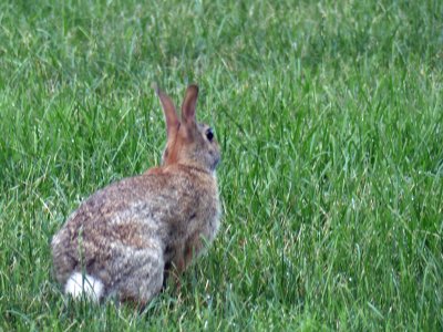 15 Jul Peter Cottontail