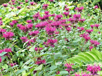 19 Jul Bee Balm