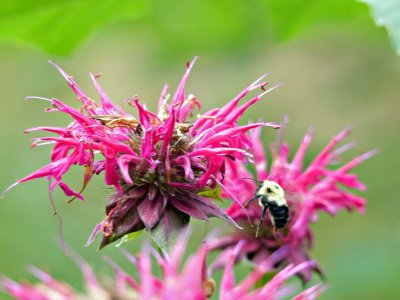 16 Jul Bee on a Bee Balm