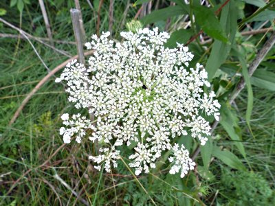 20 Jul Queen Anne Lace