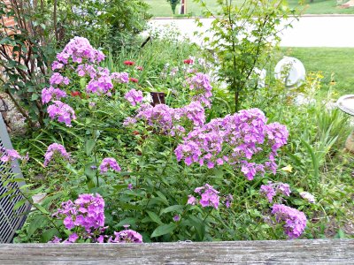 23 Jul Phlox