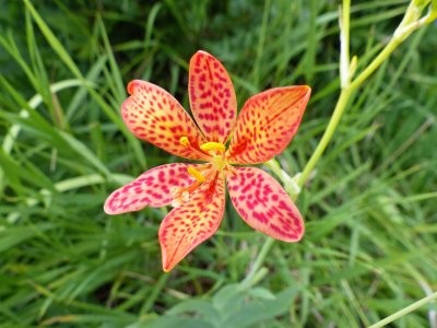 2 Aug Blackberry lily