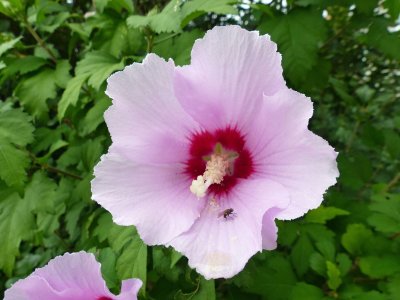 3 Aug Rose of Sharon