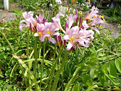 10 Aug Lilies of the field